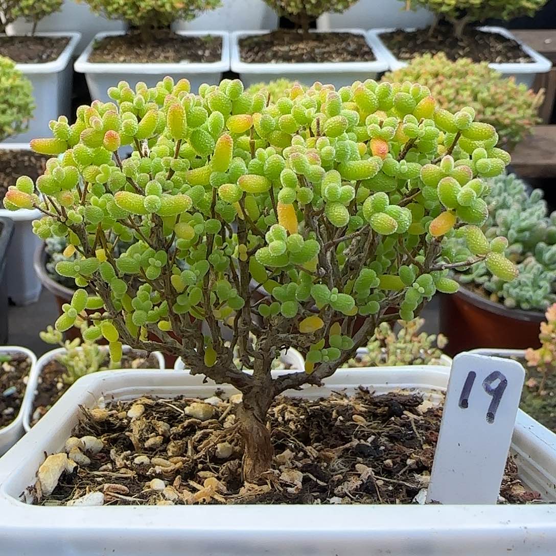 金桔糖球一物一拍