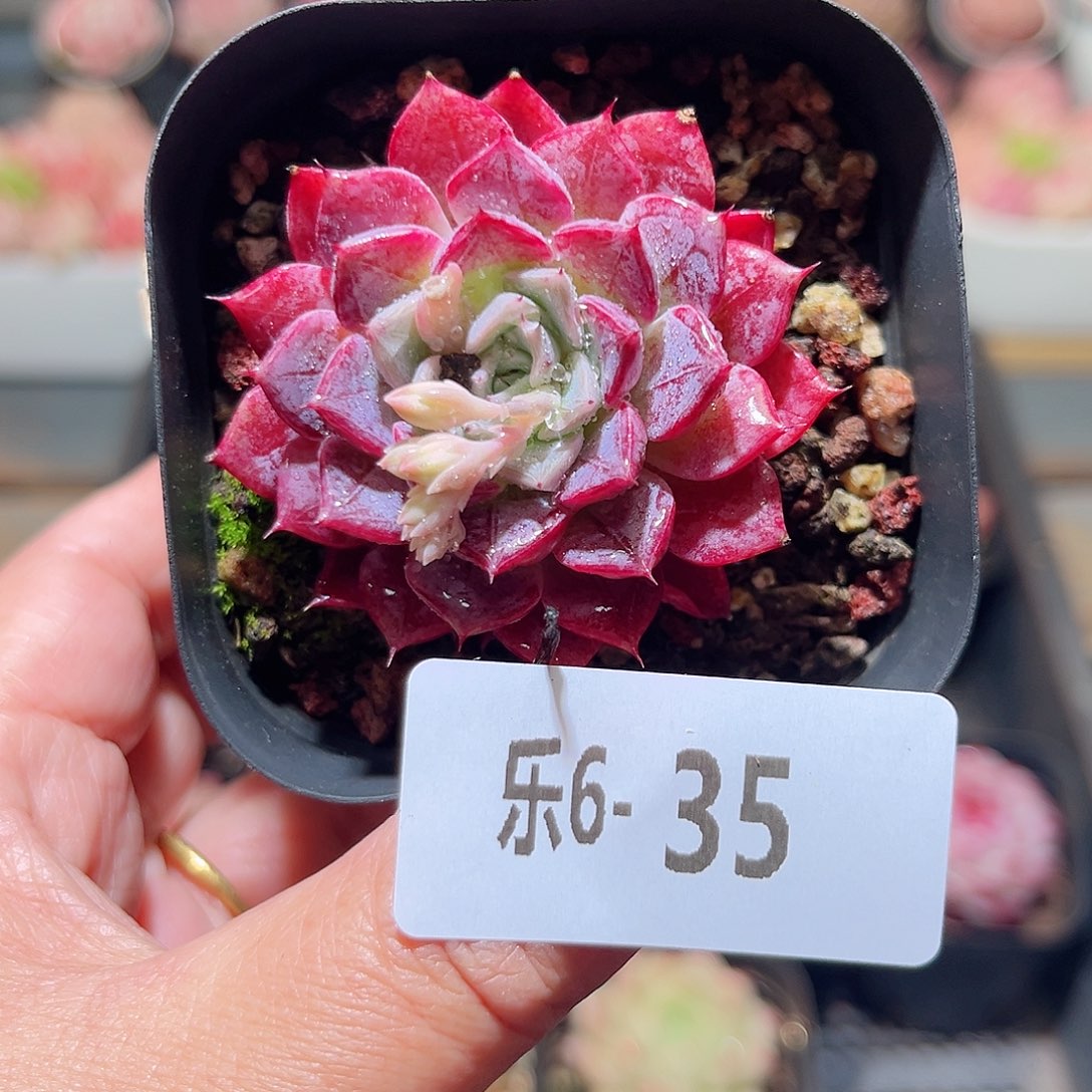 乐6-35 胭脂单头 