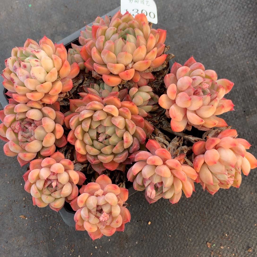 13不包掉头介意不拍，16厘米