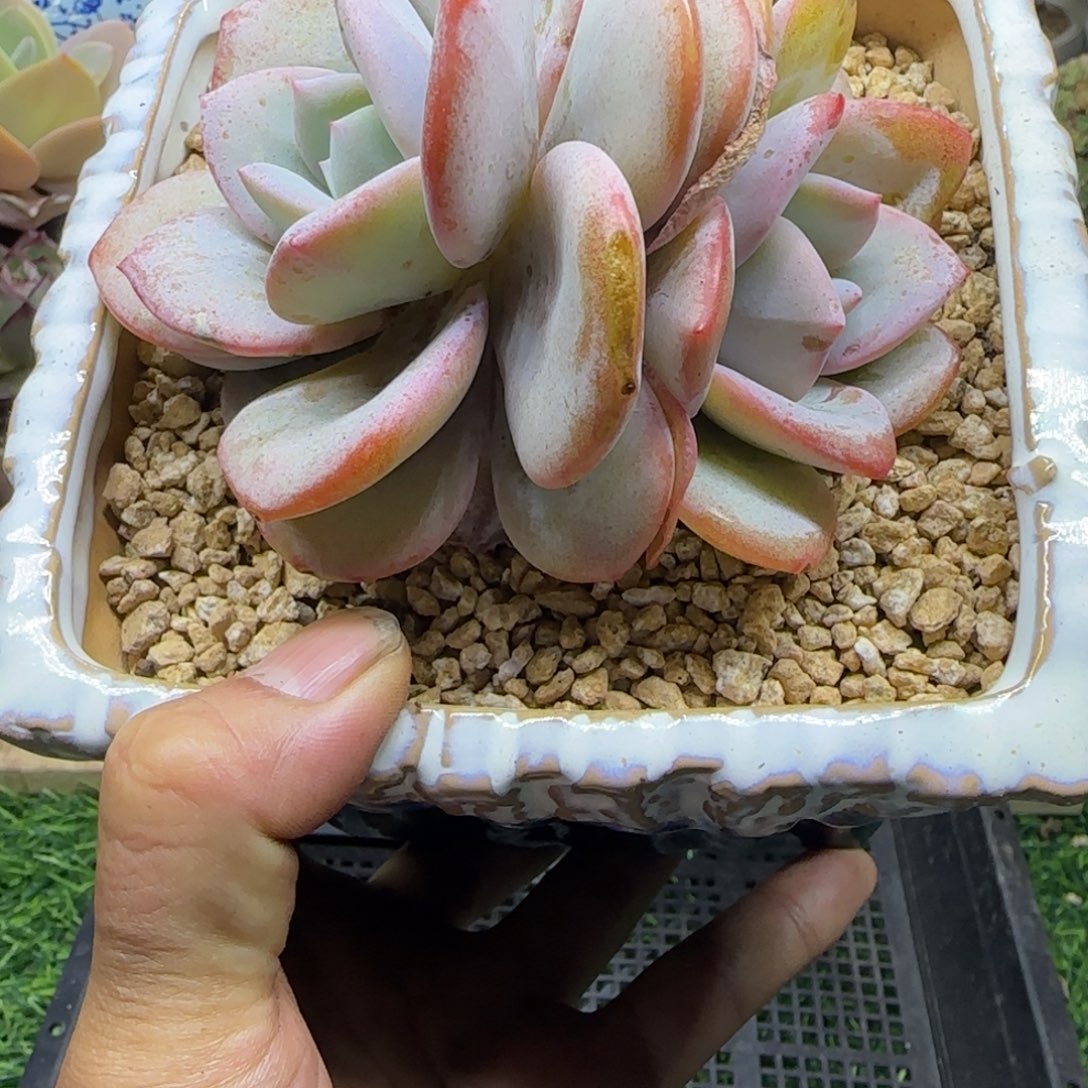 锦安精品多肉植物202