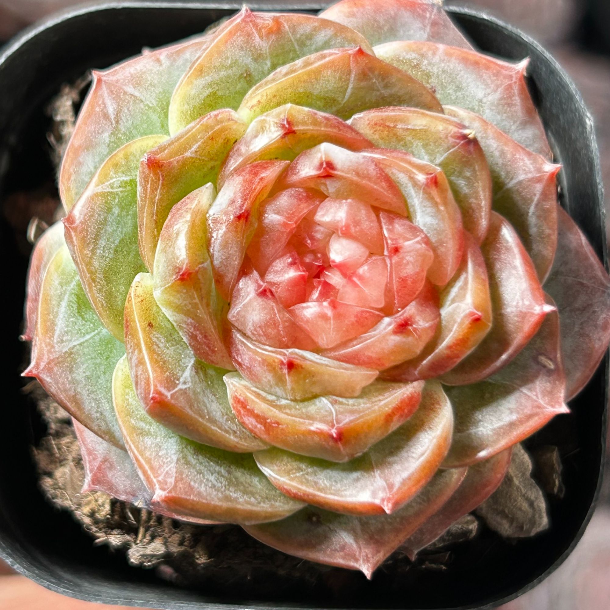 慢悠花房 冻唇蜜 精品多肉办公室阳台绿植园艺盆栽庭院多肉植物