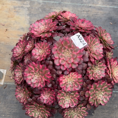 924血姬有断枝处理