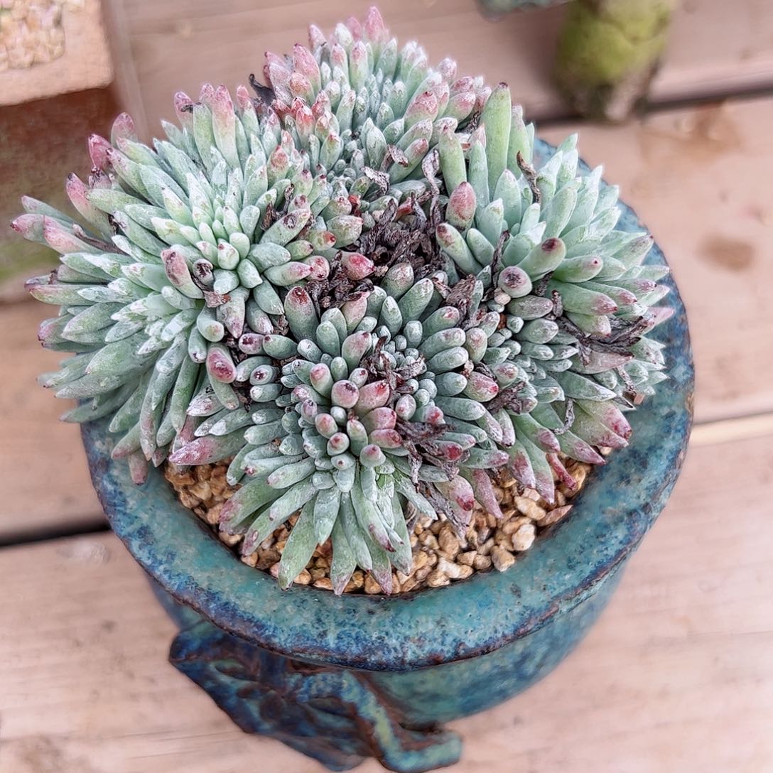 3013白鹭缀化仙女杯