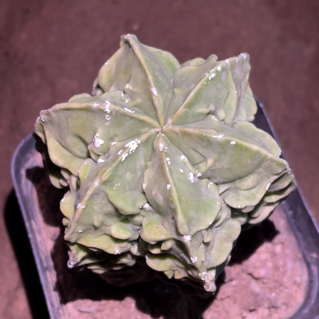 无花朵自根黄体 六棱核桃