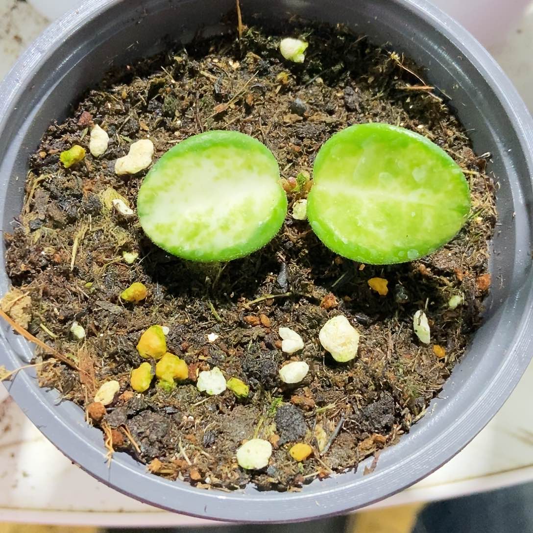 完全开放翡翠西瓜