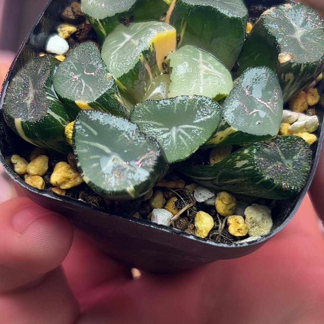 玉龙锦5.7公分锦十二卷