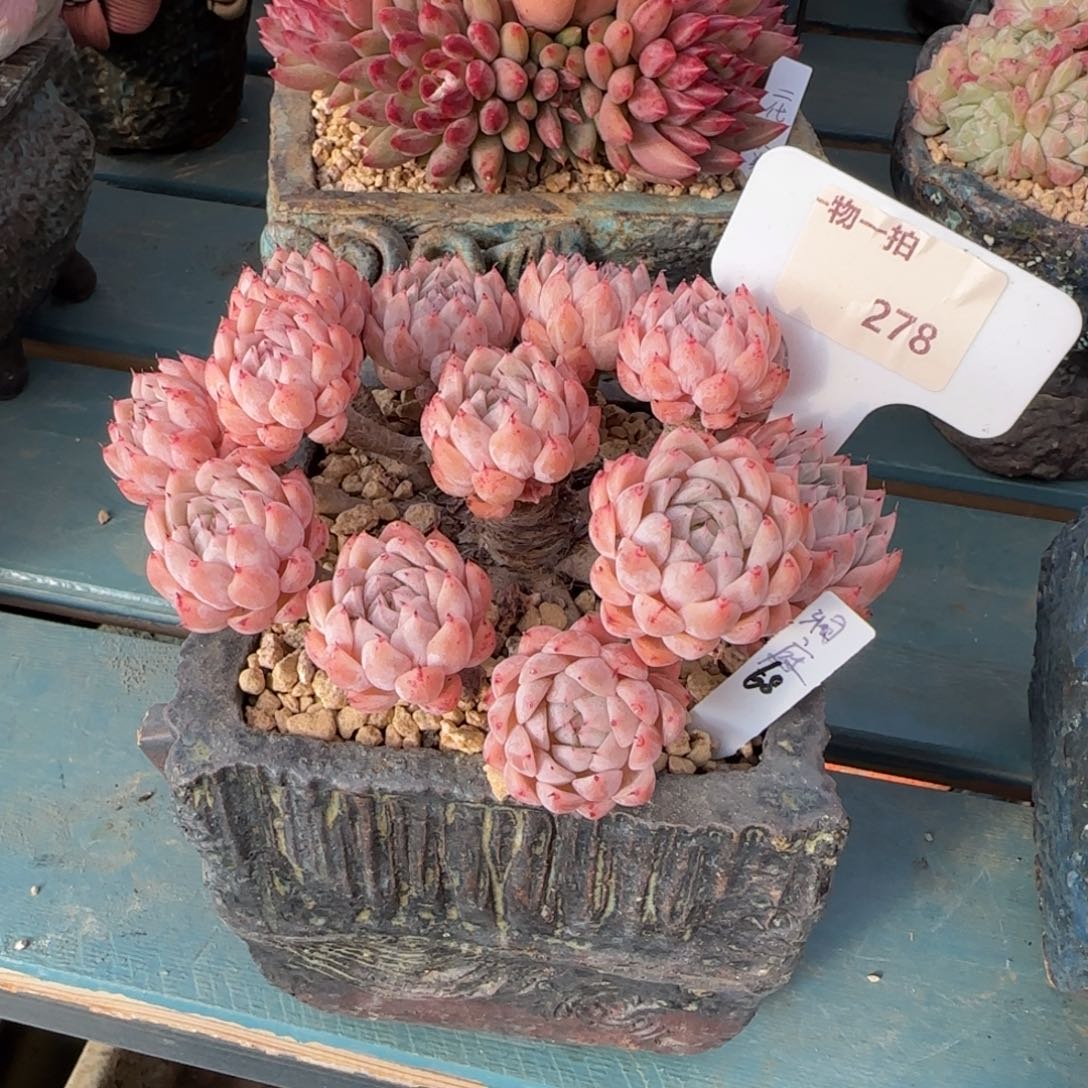 大***主解忧一物一拍278祠庭