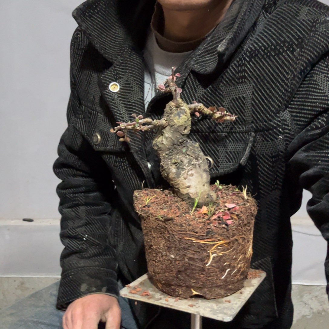 挣***实云南昭通红花平枝栒子