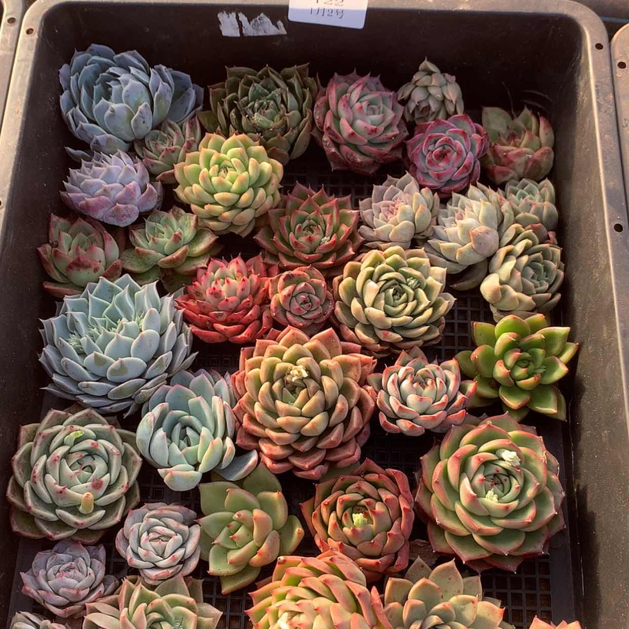 【闪购商品】云122号