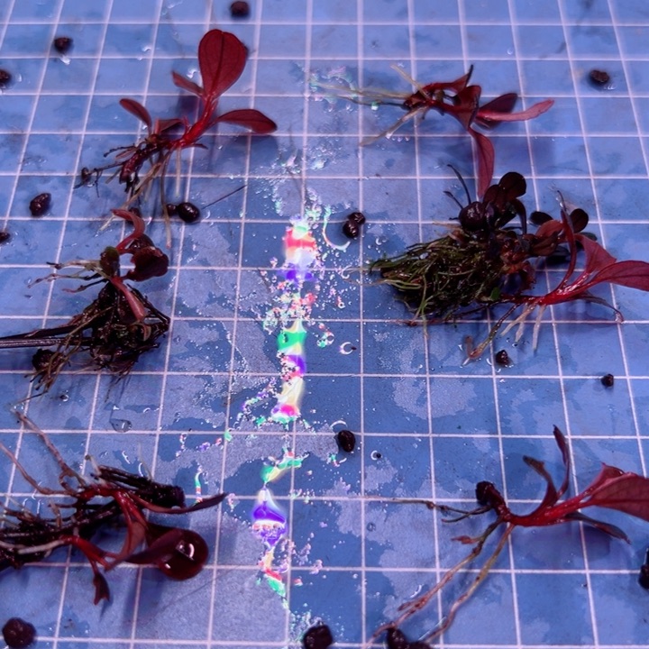 辣椒榕转水圆叶福利