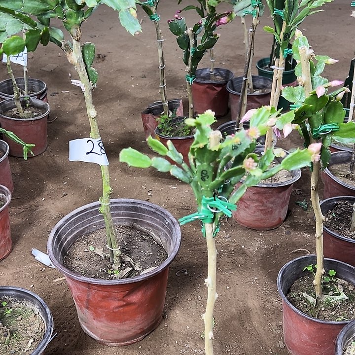 叶仙嫁接一层050一颗编号8632