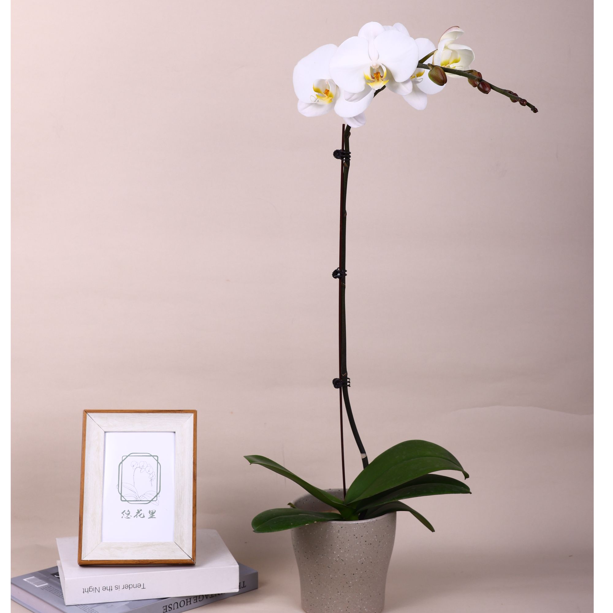 蝴蝶兰（大白V3带花带花苞超尖货）开花珠发货