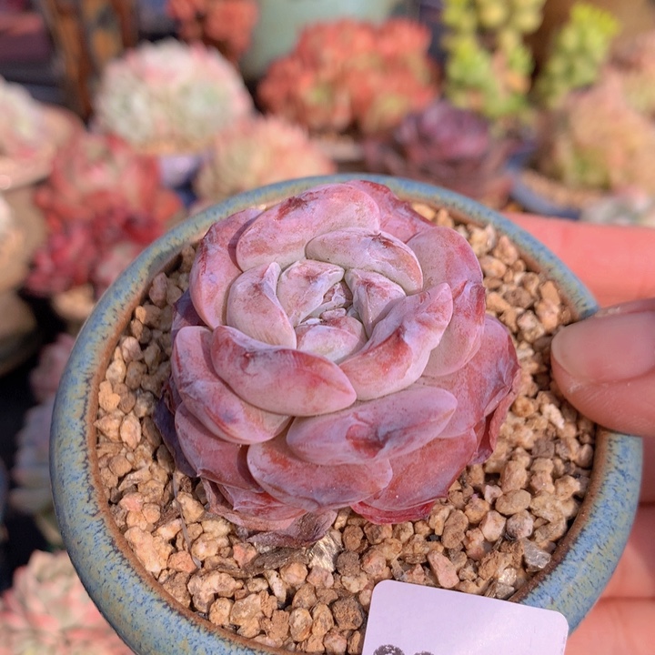 一物一拍含盆土满38包邮C381