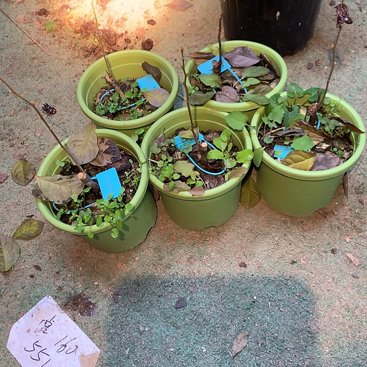 无花朵火龙之心嫁接苗29.9