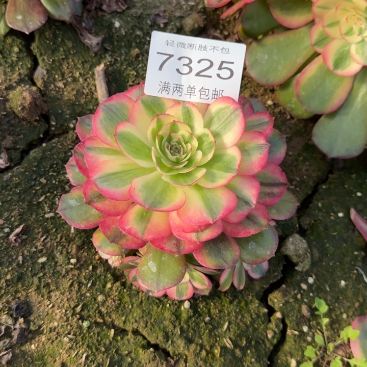 7325荔枝多肉植物