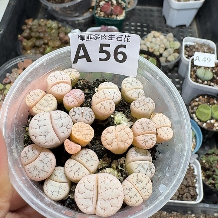 56多肉植物多肉植物