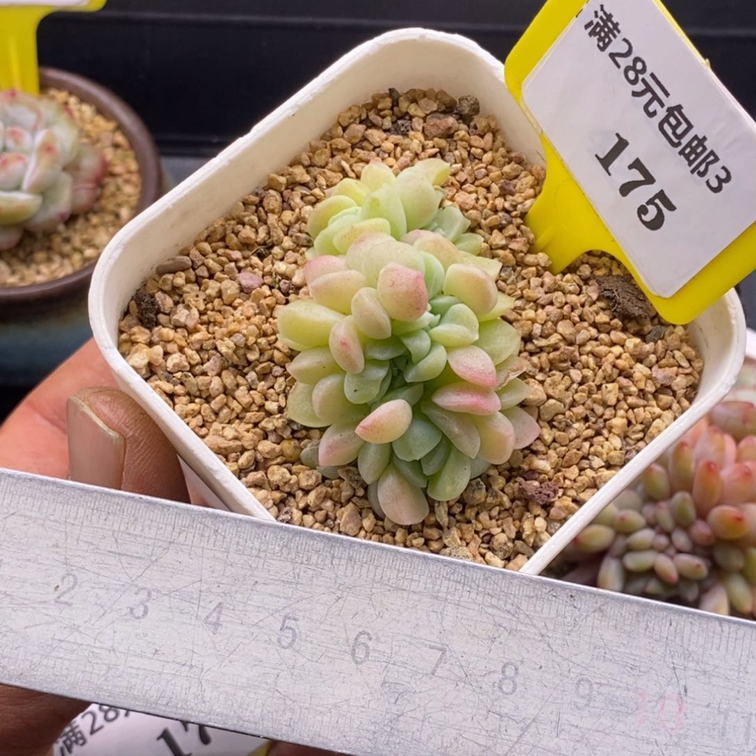 31751奶油公主缀多肉