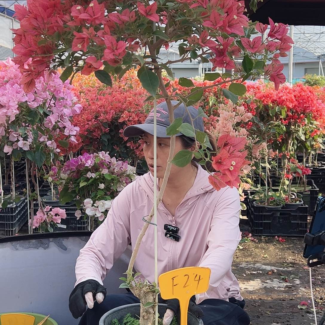 黎***子大部分花苞少量开放F24伊莎贝拉酒红