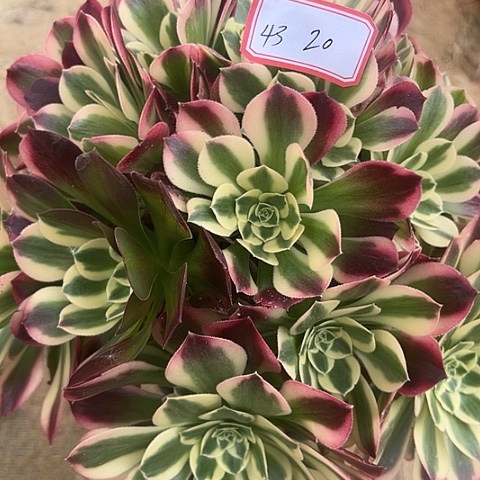 多肉植物白凤43号