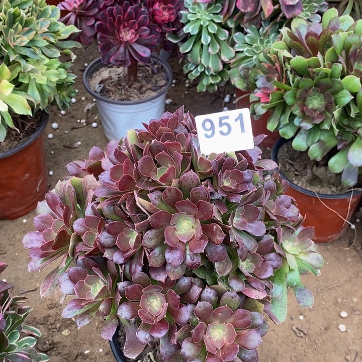 951柠檬玫瑰多肉植物