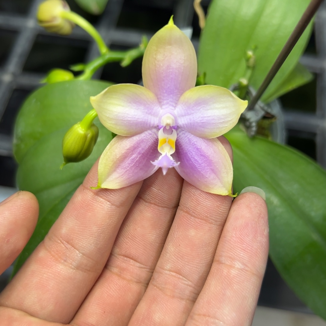 完全开放l331n6505