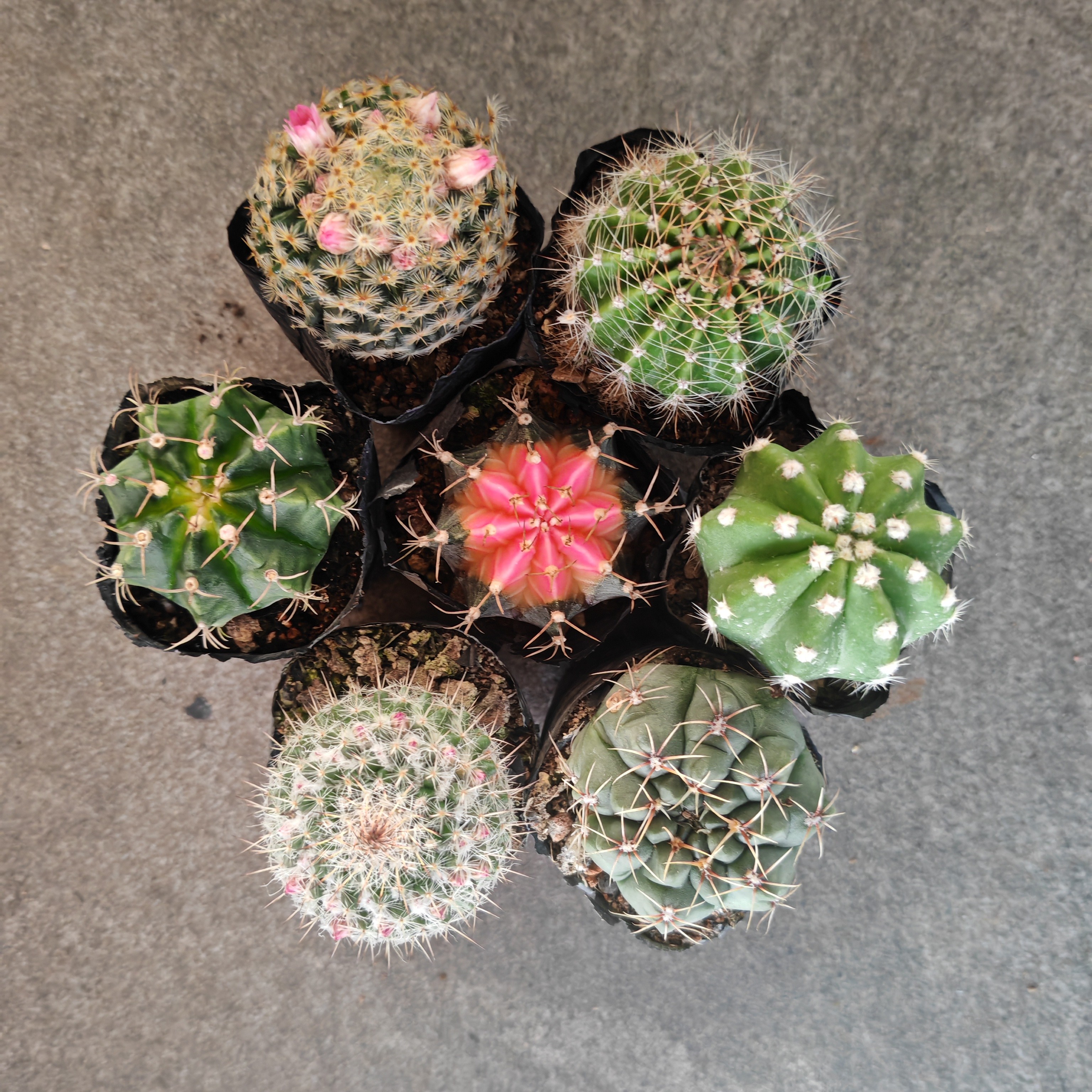 北斗七星仙人球  脱土发货