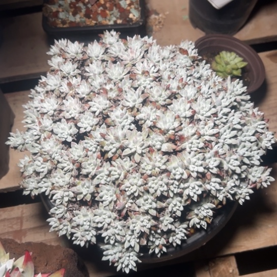 韩白菊～一物一拍2797