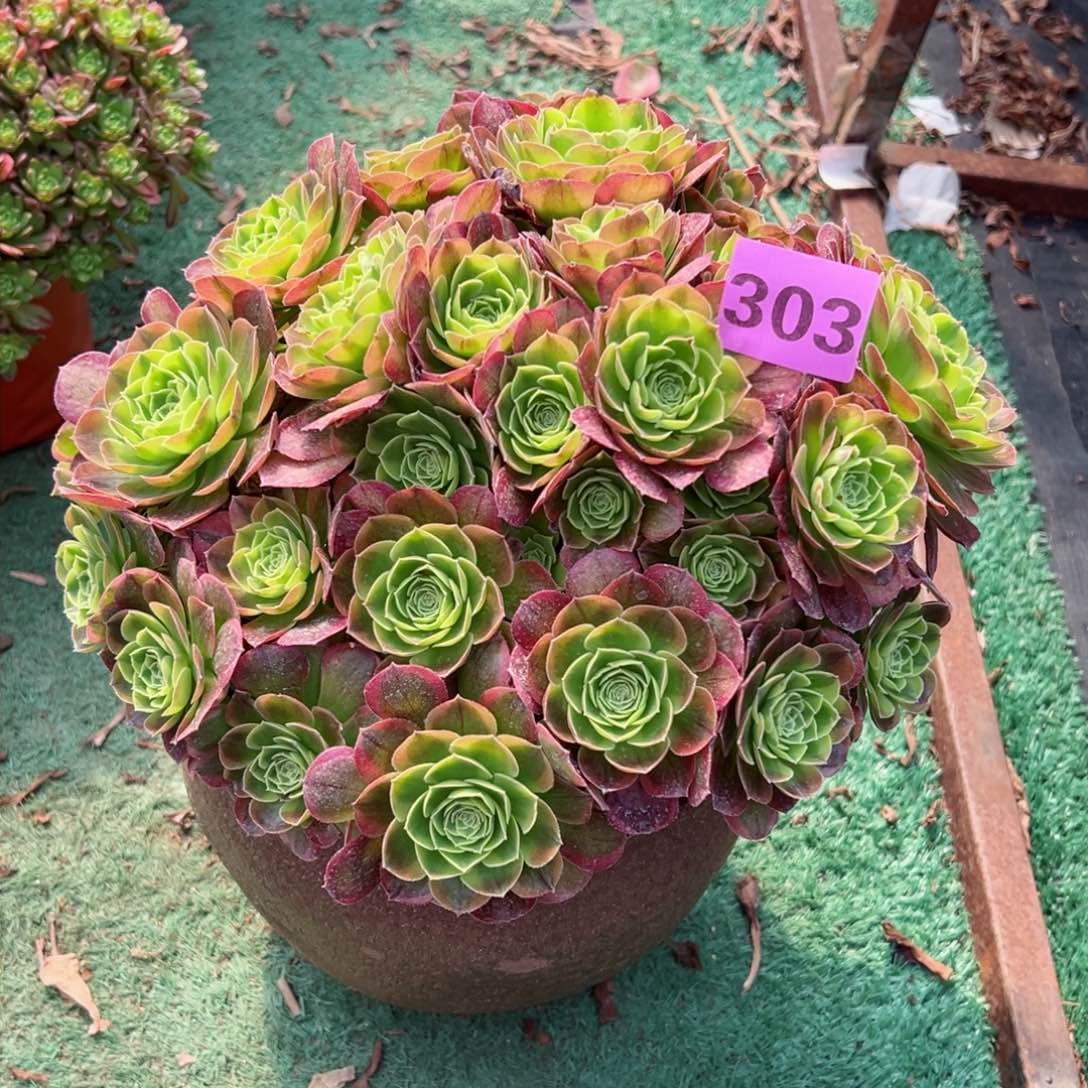 303奶白锦法师多肉植物