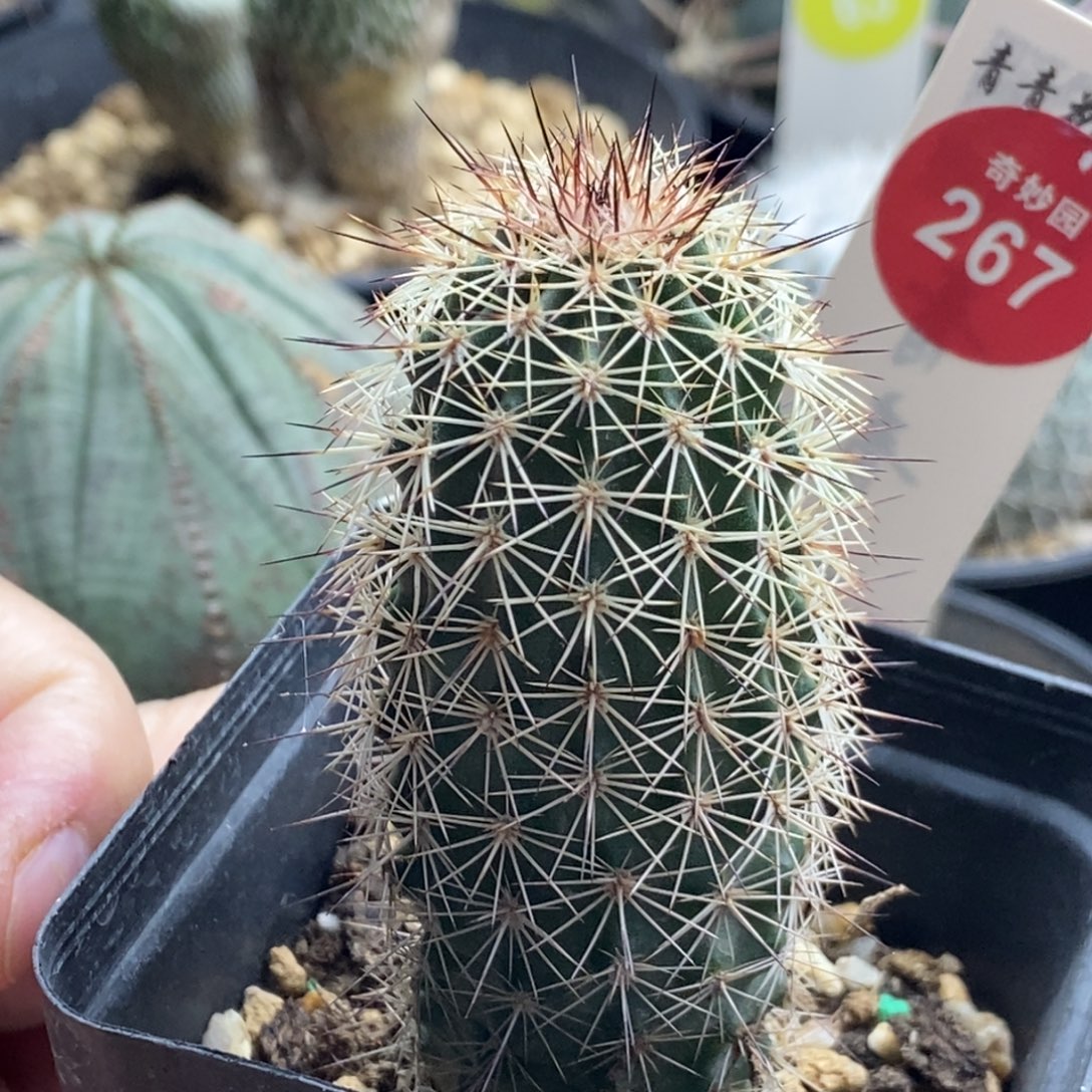 实生御旗虾一棵仙人球