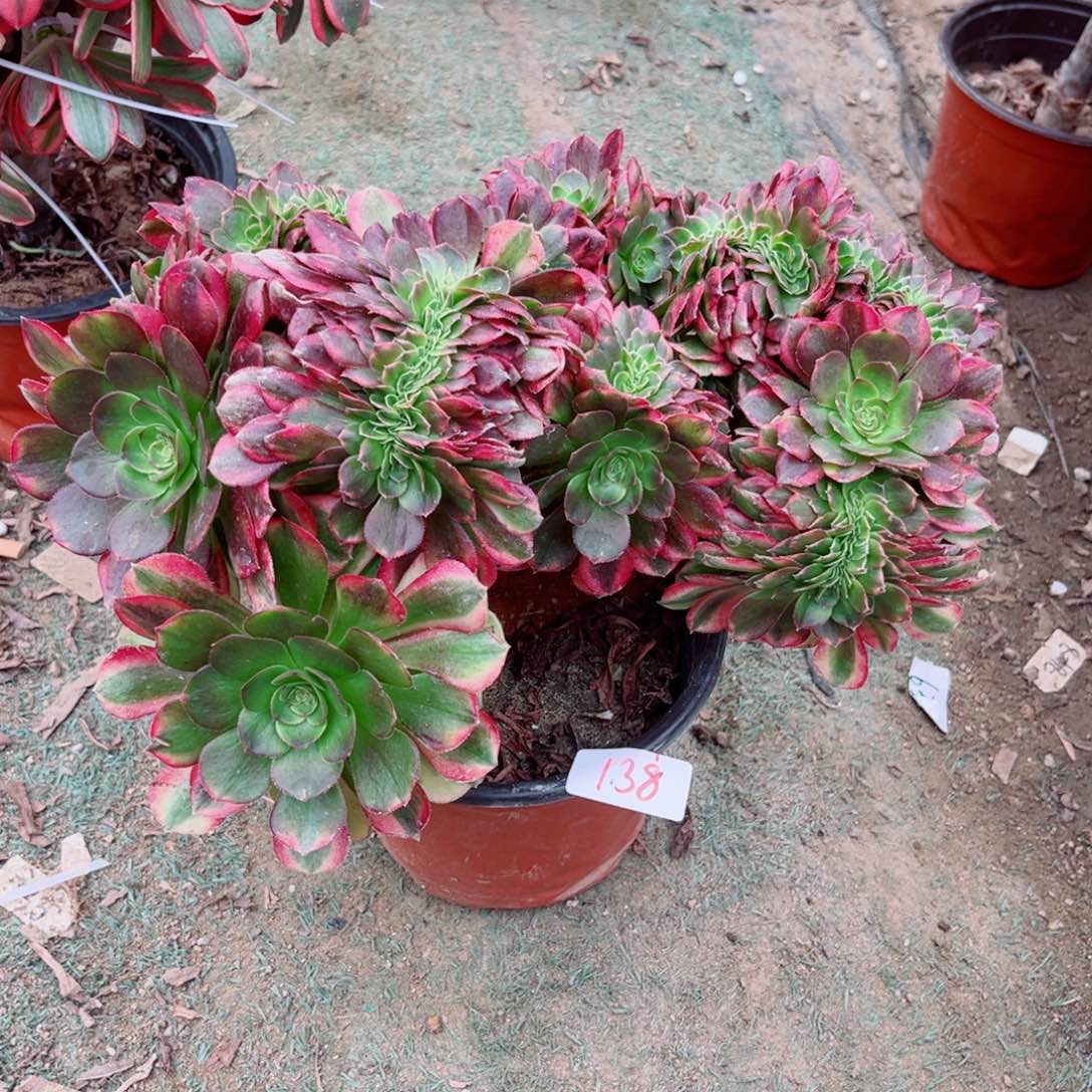 138雨荷缀化多肉植物