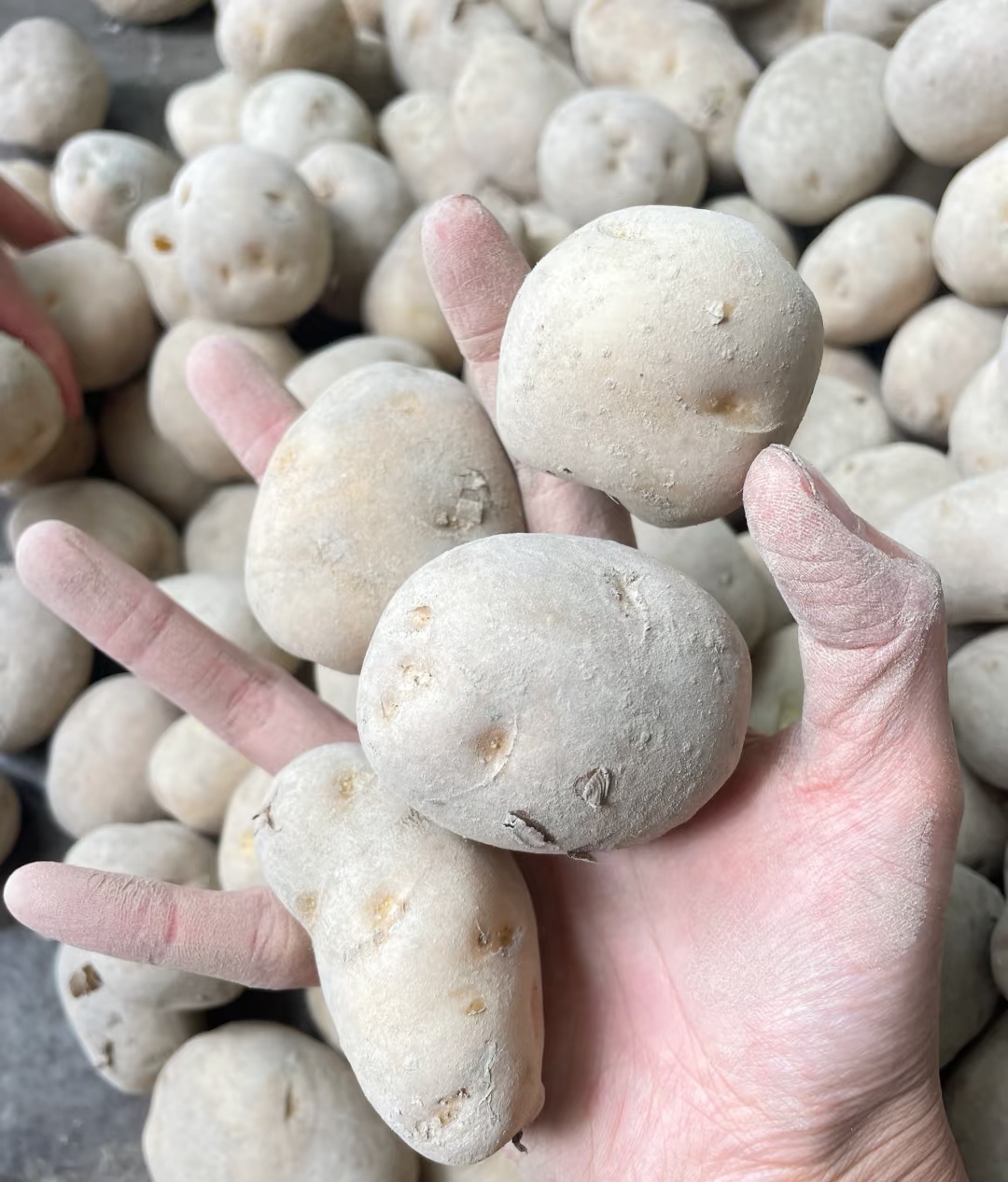 贵州高山老品种黄心土豆农家自种高山土豆即食蔬菜