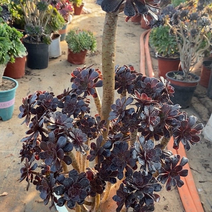 巧克力树砍头7多肉植物法师法师