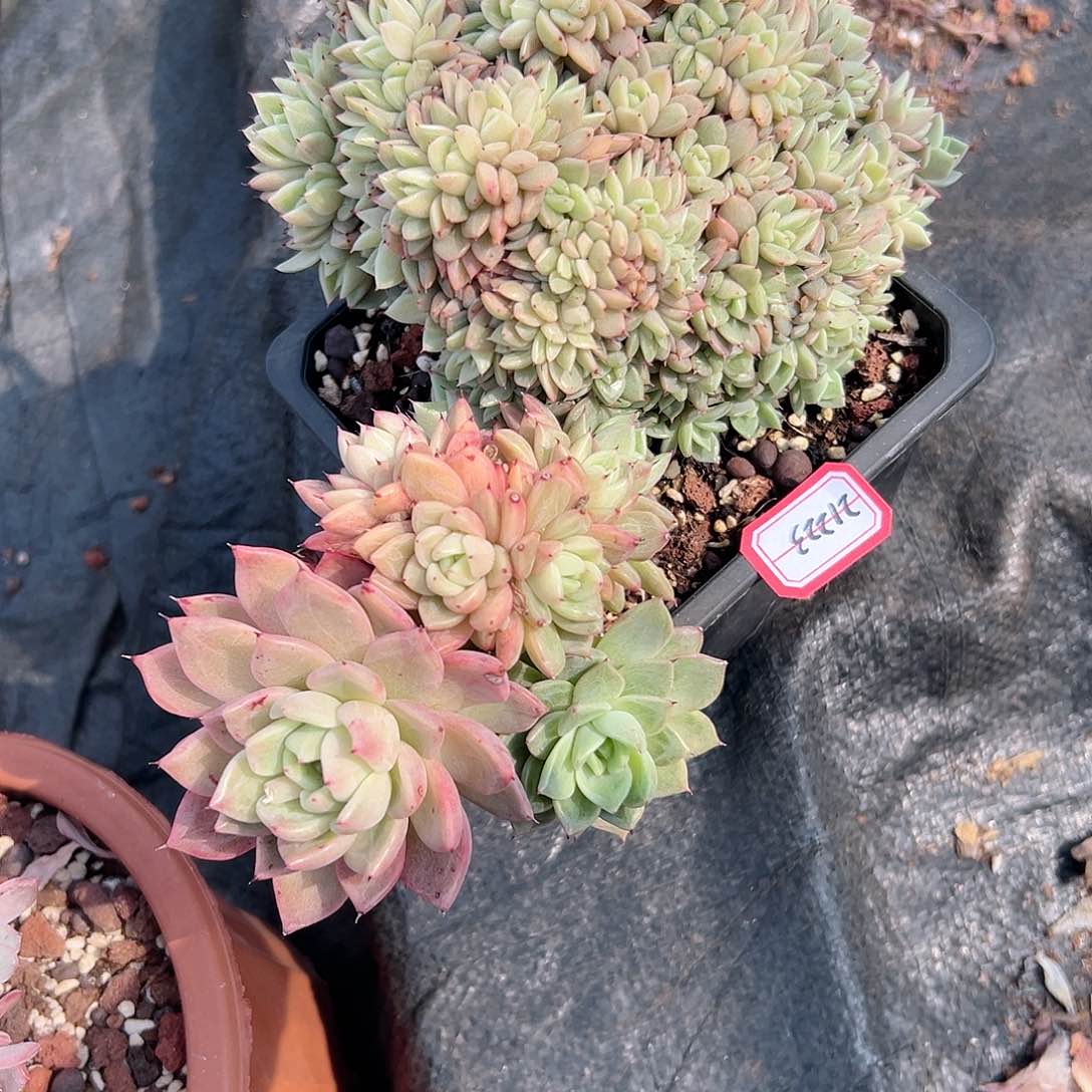 清**馆拉霍亚爪多肉21223