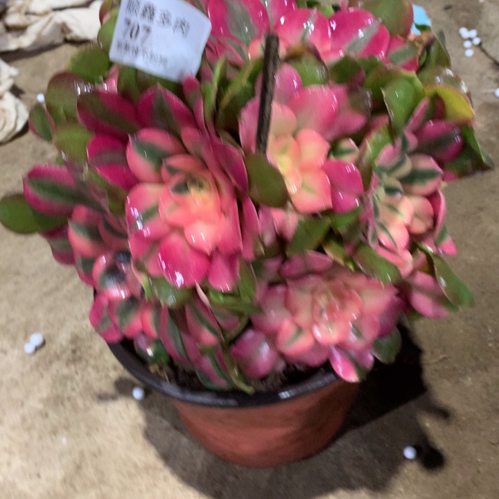 707香妃多肉植物特价