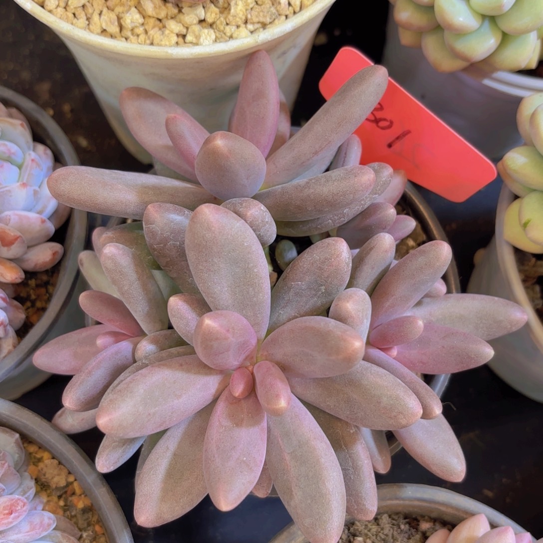 土***货云南金致家精品多肉