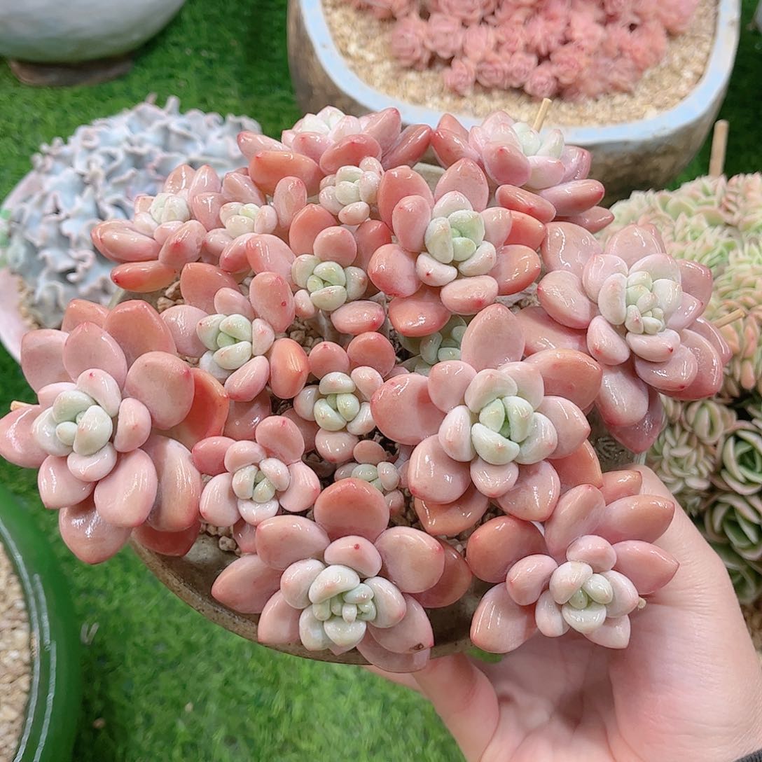 韩版樱花洛神多肉