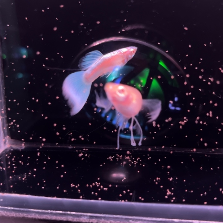 孔雀鱼蓝白蝴蝶绒球1对