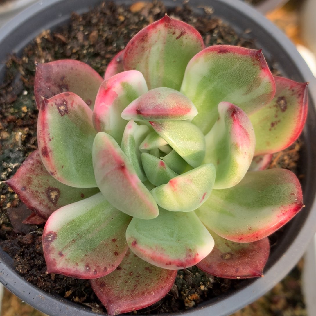 弗朗明戈拉丝j j l j l