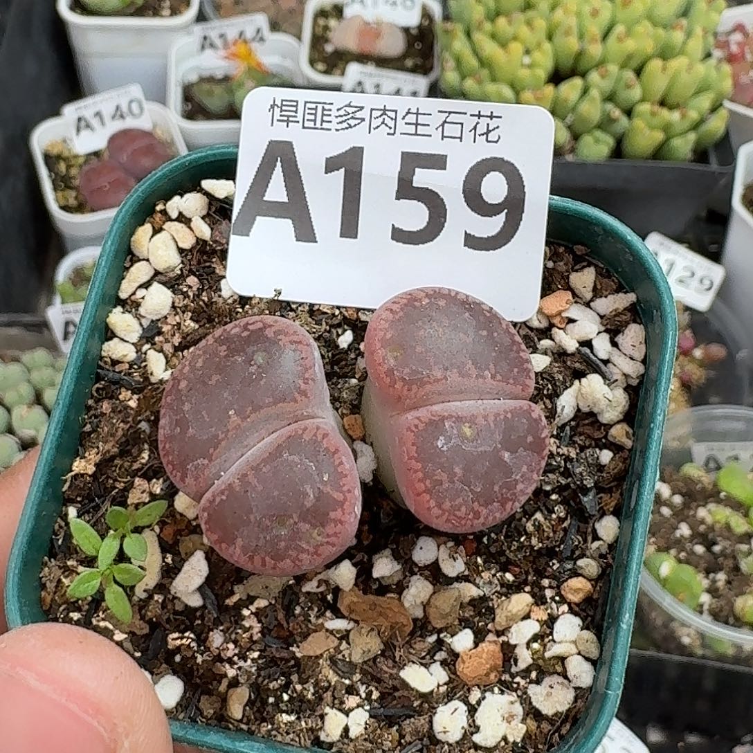 159多肉植物多肉植物