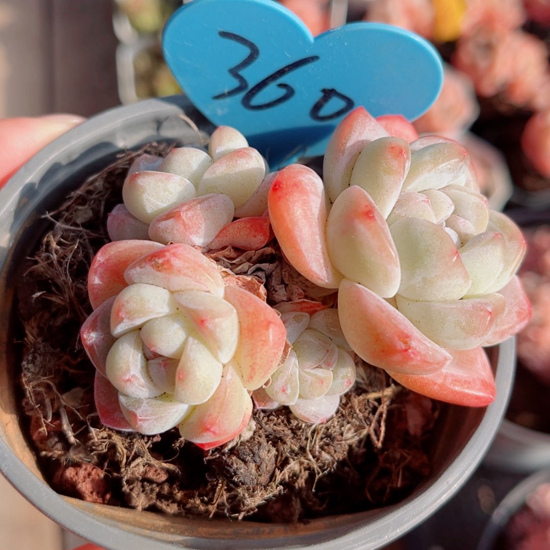 360号小老桩冰玉群