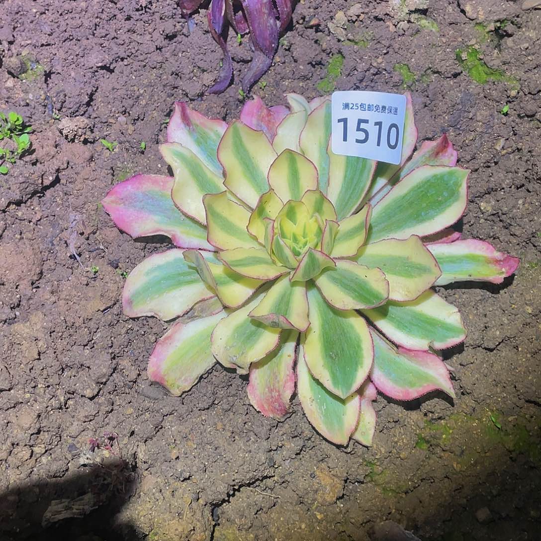1510粉魅影多肉植物