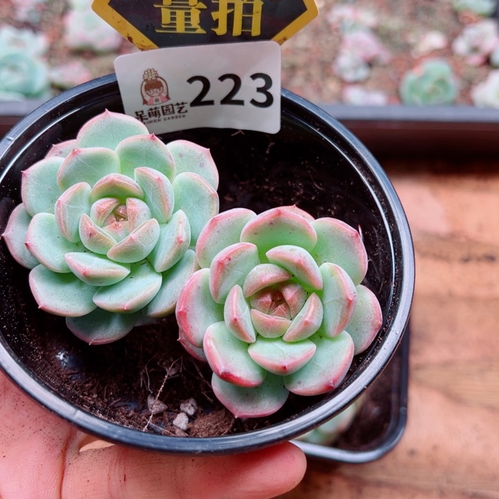 多肉植物多肉植物