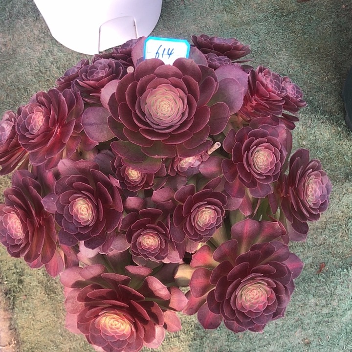 614倾城中班多肉法师