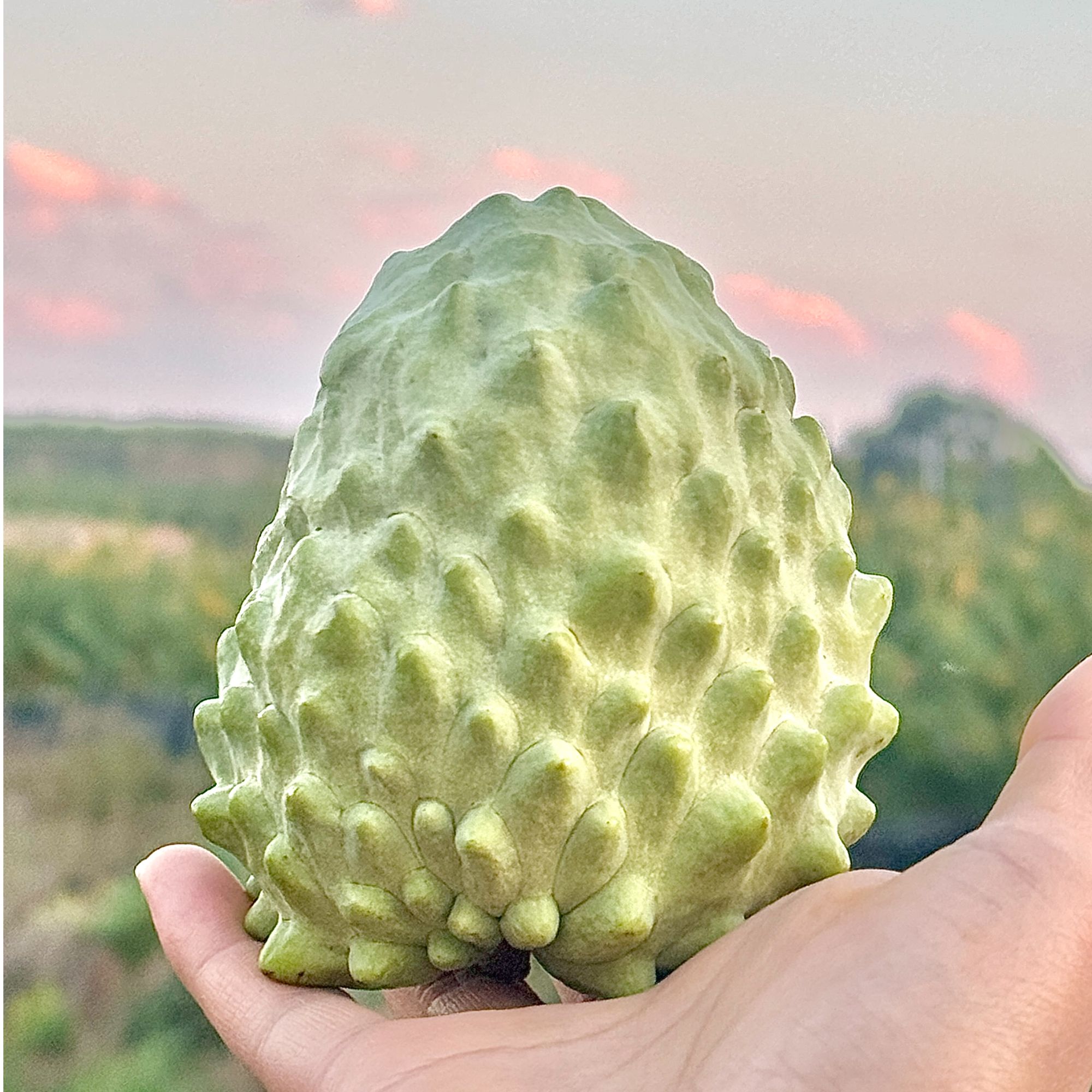 A+云南凤梨释迦果【放软食用】牛奶凤梨释迦果时令鲜果