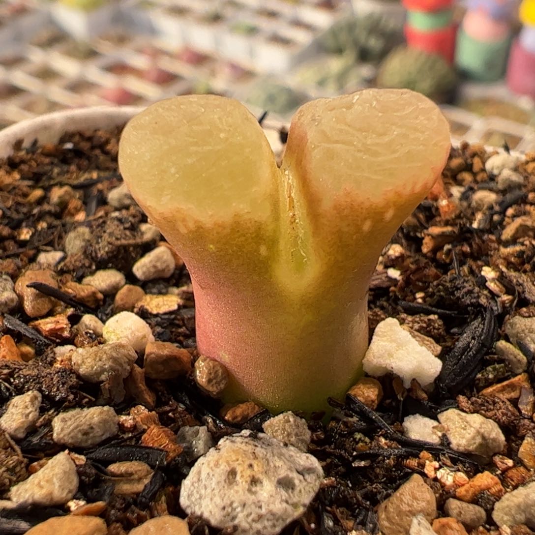 052多肉植物组合