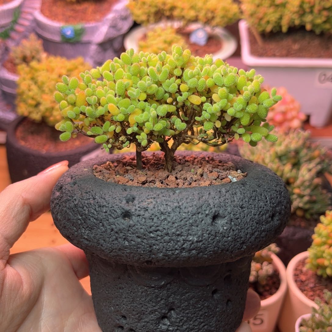 68双飘可爱多肉植物