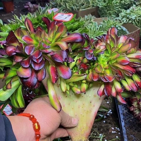 花娜缀化法师23链接