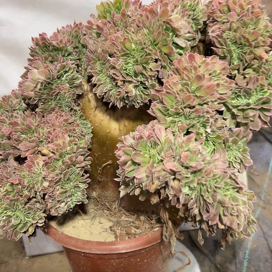 多肉植物白风缀花375