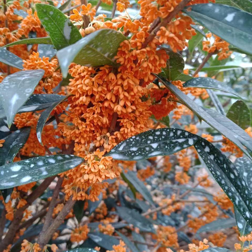 流苏嫁接的桂花，直播下单一物一拍