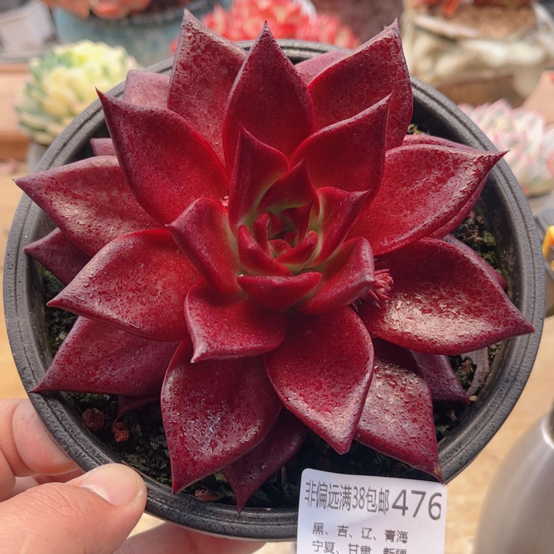 476罗兵德华多肉